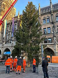 Da steht sie in voller Pracht: die Fichte aus Ellmau