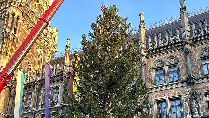 Die stolze Fichte aus Ellmau kurz nach dem Aufbau. Die stolze Fichte aus Ellmau kurz nach dem Aufbau.