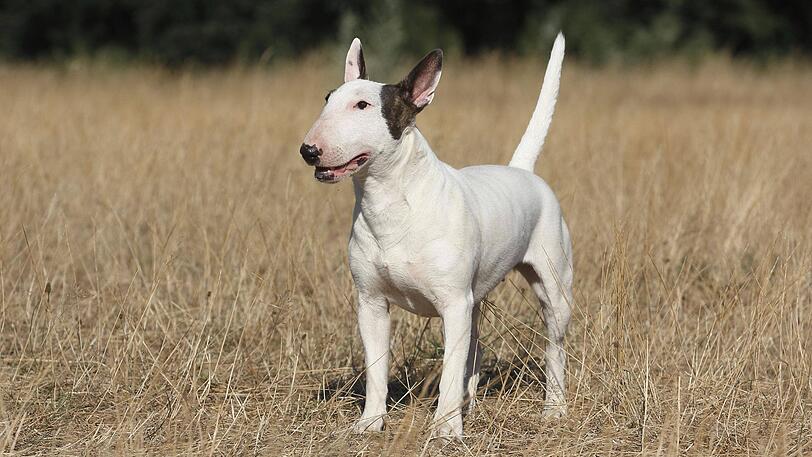 Vor einem Supermarkt wird ein Bullterrier-Welpe gestohlen, von dem Hund fehlt seitdem jede Spur. (Symbolfoto)