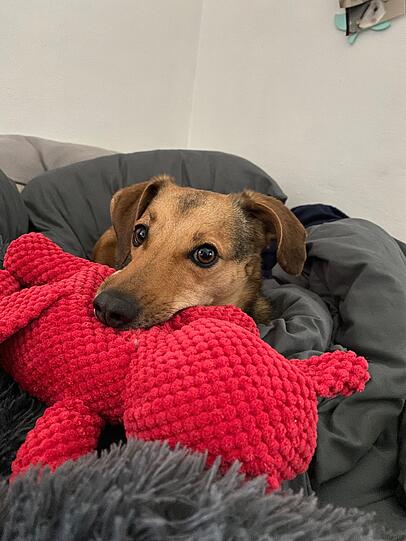 Rija ist die beste Freundin, die man sich nur vorstellen kann. Sie ist immer für mich da, egal ob ich gute oder schlechte Laune habe. Mit ihrem treuen Blick und seinem fröhlichen Wesen bringt sie jeden Tag Freude in mein Leben. Sie kann Tanzen und hat immer Spielzeug dabei. Ich liebe sie.