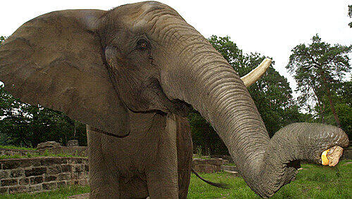 Yvonne , die alte Dame (40) verabschiedet sich schon im Juni oder Juli von ihrem Gehege im Nürnberger Zoo. Yvonne , die alte Dame (40) verabschiedet sich schon im Juni oder Juli von ihrem Gehege im Nürnberger Zoo.