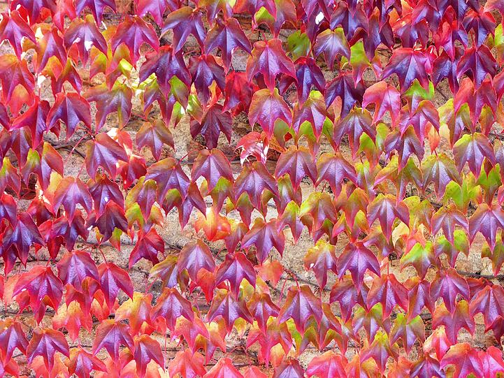 So farbenfroh präsentiert sich der Herbst an dieser Blätterwand.