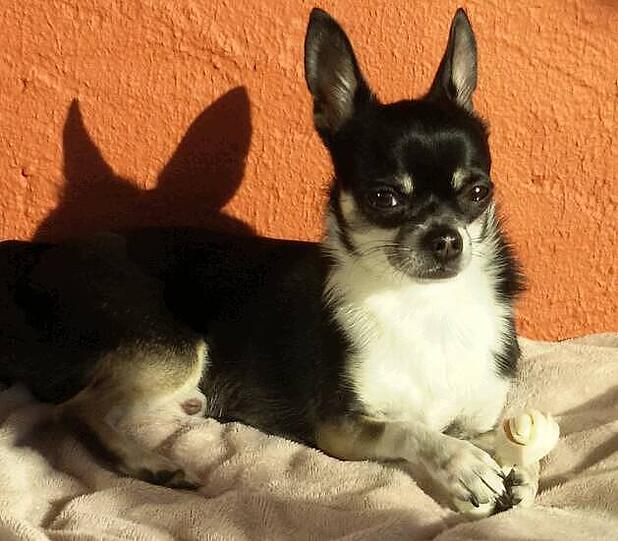 Bailey
