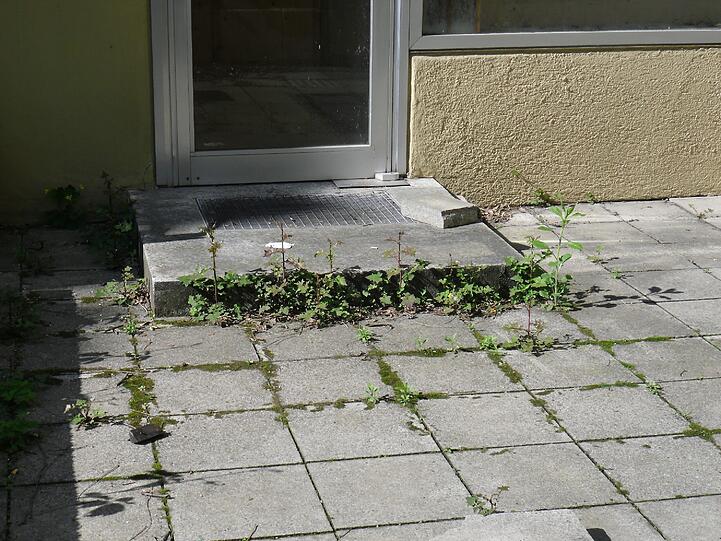 Das Unkraut gedeiht schon länger unbehelligt.