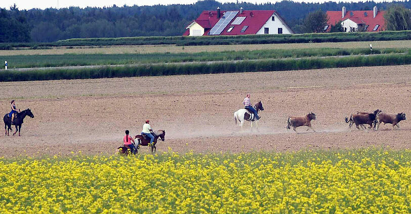 Wildwest in Oberbayern: Trotz zahlreicher Häscher behalten die Jungstiere bislang die Oberhand und entkommen immer wieder.