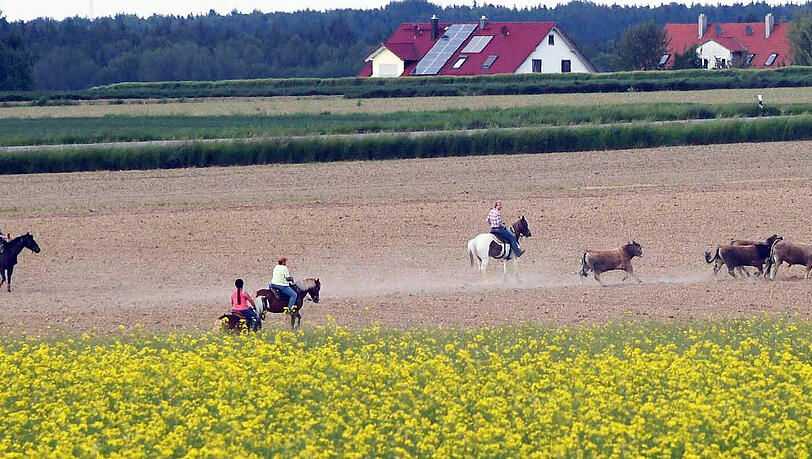 Wildwest in Oberbayern: Trotz zahlreicher Häscher behalten die Jungstiere bislang die Oberhand und entkommen immer wieder. Wildwest in Oberbayern: Trotz zahlreicher Häscher behalten die Jungstiere bislang die Oberhand und entkommen immer wieder.