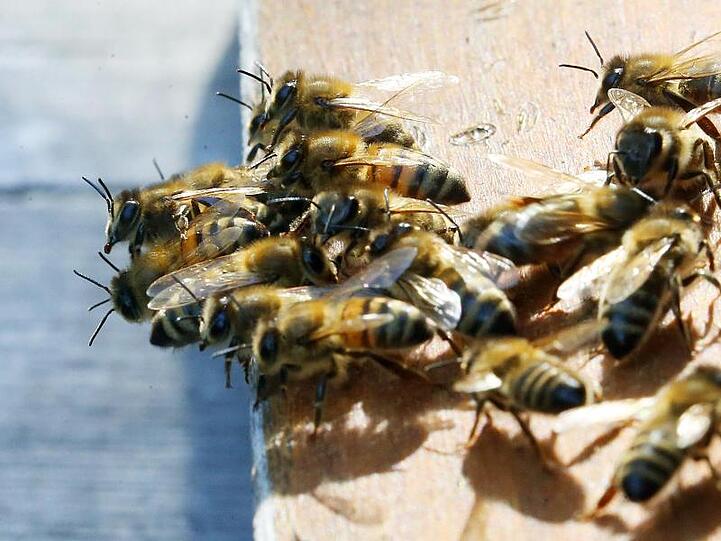 Honigbienen sitzen auf dem Flugbrett vor ihrem Bienstock. Foto: Wolfgang Kumm/Archiv