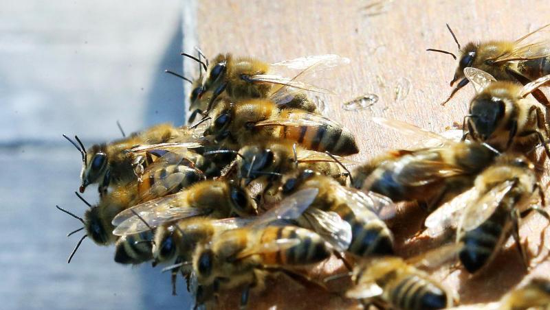 Honigbienen sitzen auf dem Flugbrett vor ihrem Bienstock. Foto: Wolfgang Kumm/Archiv Honigbienen sitzen auf dem Flugbrett vor ihrem Bienstock. Foto: Wolfgang Kumm/Archiv