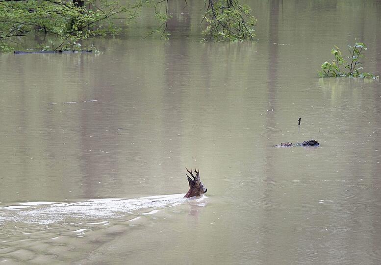 Ein Rehbock schwimmt in Oberösterreich durch das Hochwasser.