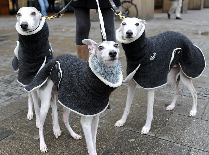 Ohne Pullover würde es diese Hunde frieren.