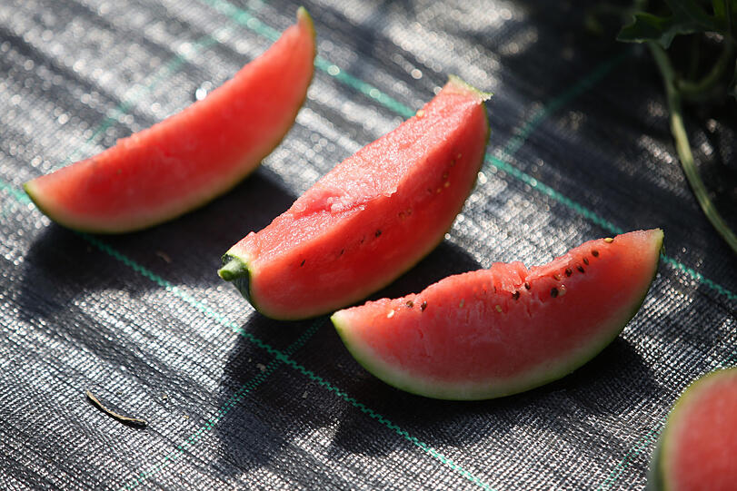 Sogar die kernarmen Mini-Wassermelonen schmecken süß.