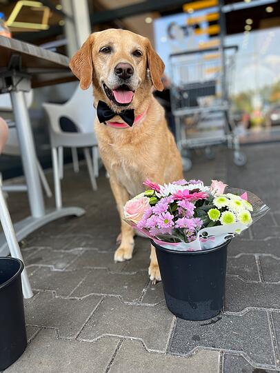 Labrador: Sie ist nicht nur die schönste Hündin in ganz München, sie ist immer für alle da egal ob Mensch oder Tier, immer gut drauf, zaubert jedem ein Lächelns im Gesicht. Nebenbei sind wir ein eingespieltes Rettungshundeteam, suchen in unserer Freizeit ehrenamtlich nach vermissten Menschen, & retten Leben.