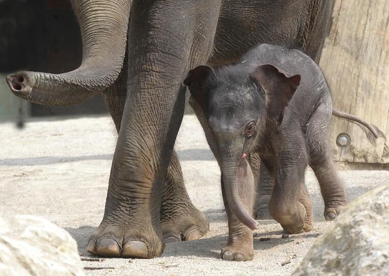 Die erste Schritte im Freien: Der Baby-Elefant im Außengehege.