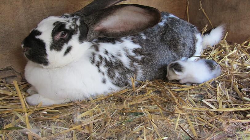 Flauschige Patchwork-Familie: Katzenbaby Mia, ihre Kaninchen-Geschwister und Riesenschecke Sarah.