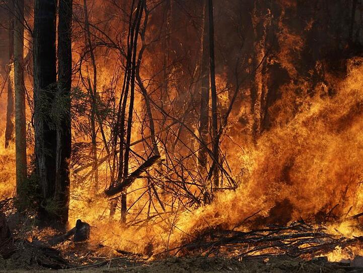 Seit Beginn der großen Buschfeuer im Oktober verbrannten in Australien mehr als zehn Millionen Hektar Land.