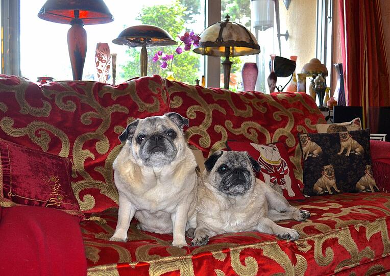 Mops Sir Henry und seine Besitzerin, PR-Beraterin Uschi Ackermann, sind in München bekannt wie die sprichwörtlichen bunten Hunde.
