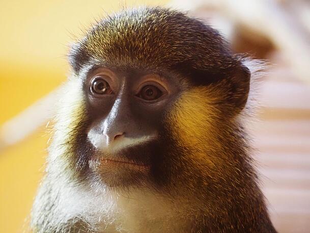 Die hübschen Blaumaulmeerkatzen leben in der Natur in den den tropischen Regenwäldern Zentralafrikas. Noch sind sie dort nicht bedroht. Die hübschen Blaumaulmeerkatzen leben in der Natur in den den tropischen Regenwäldern Zentralafrikas. Noch sind sie dort nicht bedroht.