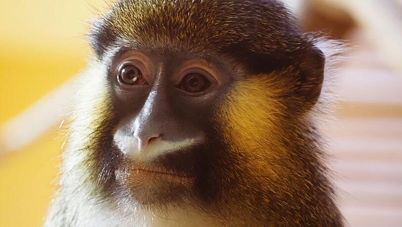 Die hübschen Blaumaulmeerkatzen leben in der Natur in den den tropischen Regenwäldern Zentralafrikas. Noch sind sie dort nicht bedroht. Die hübschen Blaumaulmeerkatzen leben in der Natur in den den tropischen Regenwäldern Zentralafrikas. Noch sind sie dort nicht bedroht.