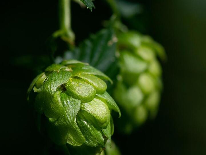 Hopfendolden sind zu sehen. Foto: Sven Hoppe/Archiv