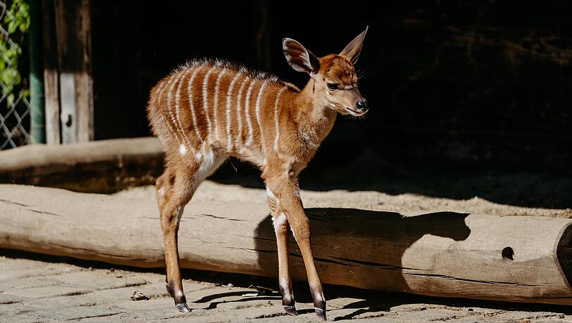 Mal das Gehege erkunden: Der Nyala-Nachwuchs bei den ersten halbwegs stabilen Schritten.