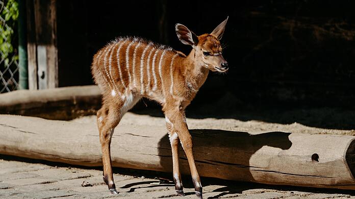 Mal das Gehege erkunden: Der Nyala-Nachwuchs bei den ersten halbwegs stabilen Schritten.