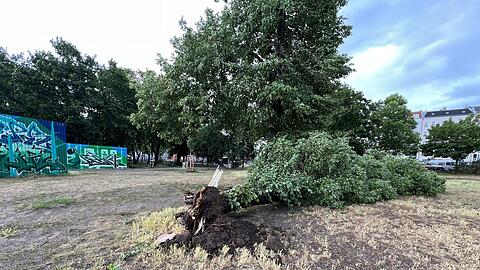 Die orkanartigen Böen rissen in Berlin ganze Bäume von ihren Wurzeln.