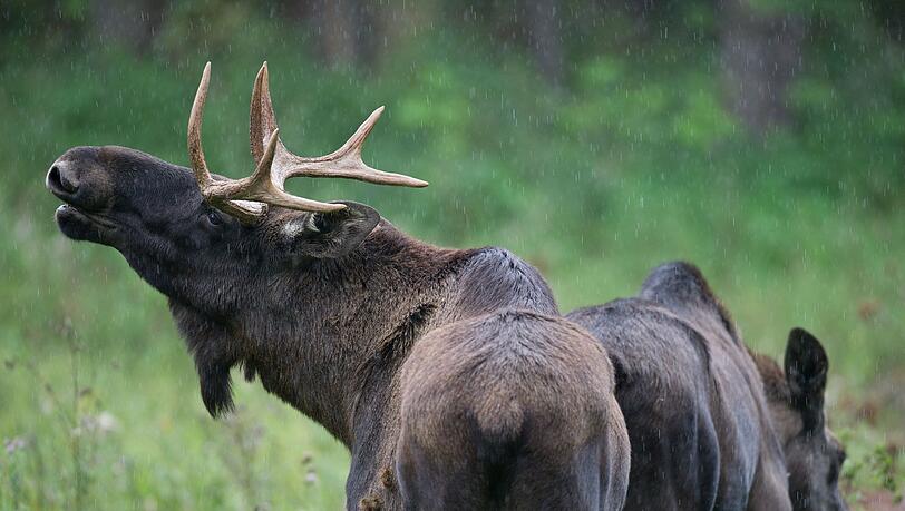 In der N&auml;he von Deggendorf soll ein Elch umherstreifen. (Symbolbild)