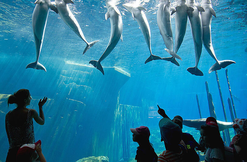 Der Nürnberger Zoo hat hat wieder Ärger wegen seines Delfinariums.