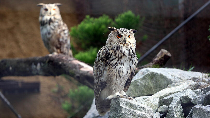 Weitere Bilder vom Foto-Spaziergang durch den Tierpark Hellabrunn am Donnerstagabend.