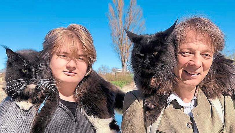 Lebendige Fellkragen: Die beiden Maine-Coon-Katzen Leia (links) und Jango sitzen oft auf den Schultern von Manfred Nammari und seinem Sohn.