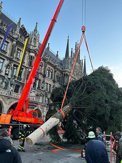 Eine 23 Meter hohe Küstentanne aus der Gemeinde Antdorf thront für den diesjährigen Christkindlmarkt auf dem Marienplatz in München.