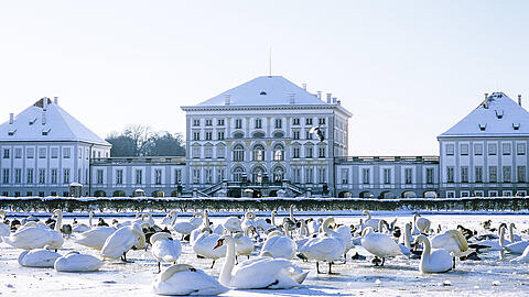 Schöne Schwäne vor dem Schloss Nymphenburg. Hier kann man etwas zur Ruhe kommen.