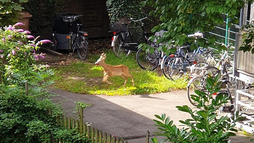 Das Reh springt hoch, das Reh springt weit &ndash; und das mitten in Schwabing.
