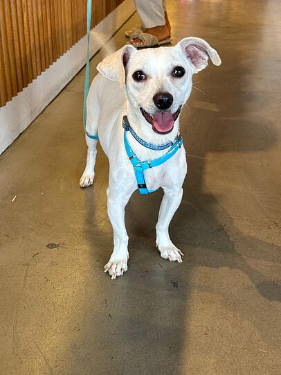 Unser Leo ein Jack Russel Mischling ist ein sogenannter KampfSchmuser, zudem ist er sehr verspielt und besonders clever! Ein ganz toller Familienhund.