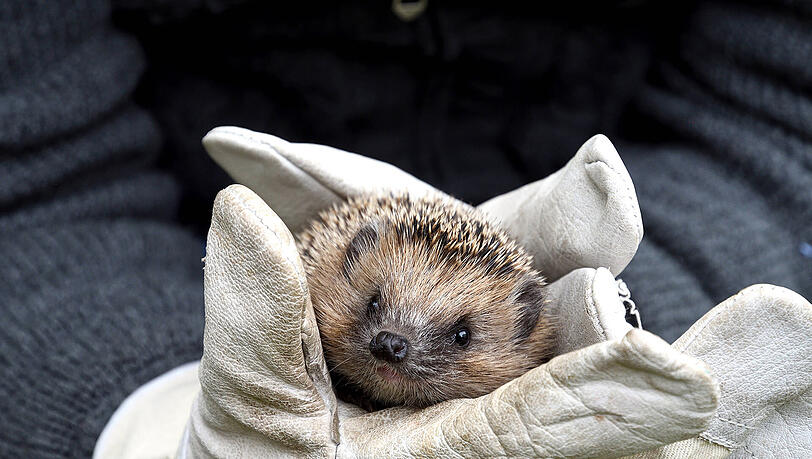 Immer mehr Igel sind auf Hilfe angewiesen, gerade Babys und Jungigel.