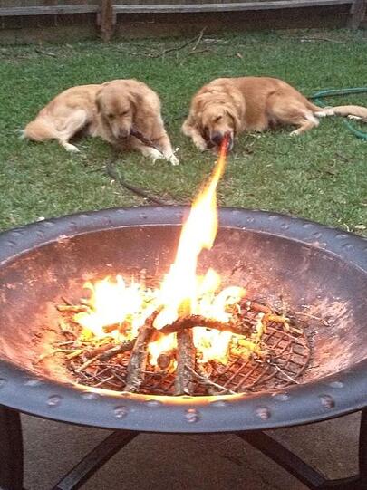 Der Wolf im Schafspelz mal anders: Ein feuerspeiender Drache in Form eines harmlos wirkenden Golden Retrievers. Geniale Verkleidung.