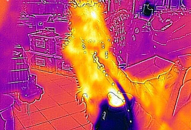 Eine Aufnahme aus der Wärmebild-Kamera: Umso heller die Farben auf dem Foto sind, desto mehr Energie wird abgegeben.
