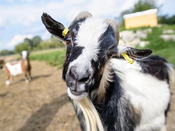 Ziegenbock "Hui Buh" blickt in die Kamera. Foto: Matthias Balk/Archivbild