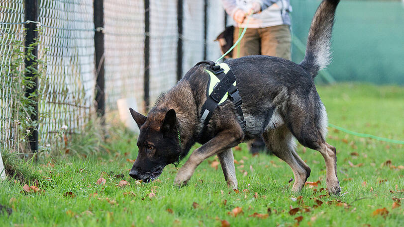 Der aggressive Hund wird jetzt von einem Gutachter auf Gefährlichkeit geprüft. (Symbolbild)