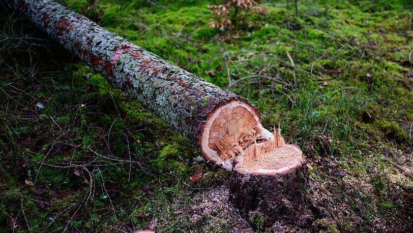 Manche würden die EU-Entwaldungsverordnung gerne zum Fallen bringen. (Symbolbild)