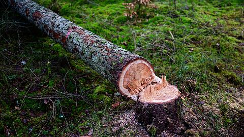 Manche würden die EU-Entwaldungsverordnung gerne zum Fallen bringen. (Symbolbild)