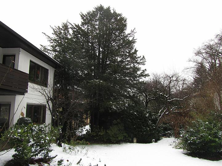 Kahler Vorgarten in Solln.