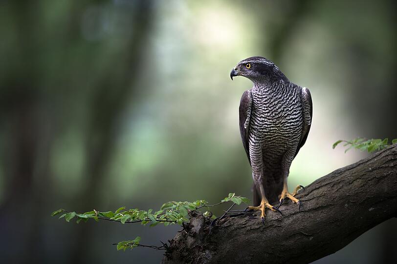 Seltener zu sehen ist der Habicht (Accipiter gentilis) mit der quer gestreiften Zeichnung, der sich zum Nisten und Jagen im Wald aufhält. Dort ist er nicht nur hinter kleinen Säugern her. Auch Vögel bis zur Größe einer Taube sind vor ihm nicht sicher. Vor den Weibchen müssen sich sogar Mäusebussarde in Acht nehmen, die gerne im Wald nisten. Der Habicht ist berüchtigt für seine Überraschungsangriffe. Seltener zu sehen ist der Habicht (Accipiter gentilis) mit der quer gestreiften Zeichnung, der sich zum Nisten und Jagen im Wald aufhält. Dort ist er nicht nur hinter kleinen Säugern her. Auch Vögel bis zur Größe einer Taube sind vor ihm nicht sicher. Vor den Weibchen müssen sich sogar Mäusebussarde in Acht nehmen, die gerne im Wald nisten. Der Habicht ist berüchtigt für seine Überraschungsangriffe.