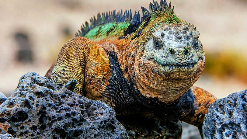 Viele der einheimischen Tierarten in Ecuador leben nur auf den Galapagos Inseln in freier Natur.