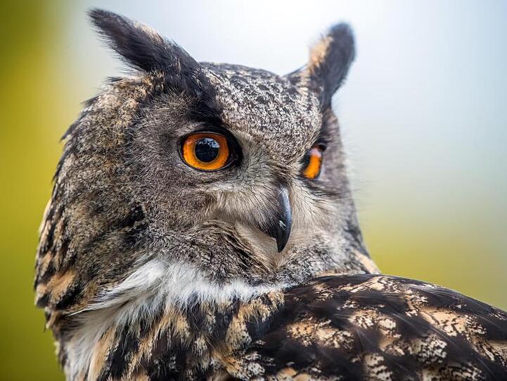 Ein Uhu ist bei einer Flugshow im Vogelpark zu sehen. Foto: Jens Büttner/Archiv