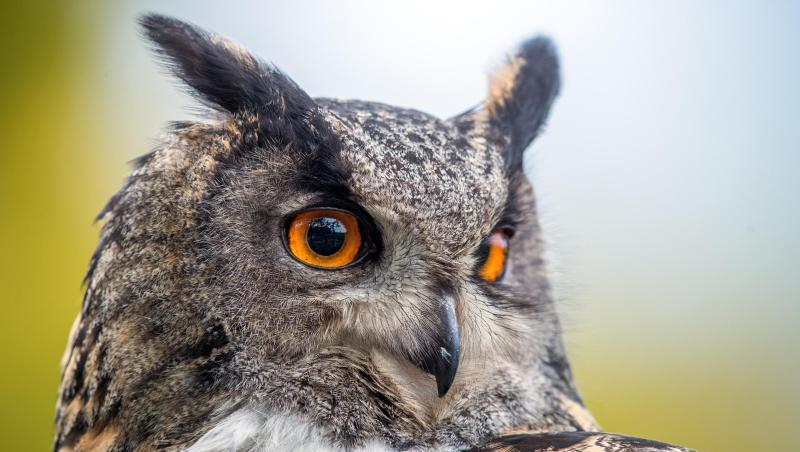 Ein Uhu ist bei einer Flugshow im Vogelpark zu sehen. Foto: Jens Büttner/Archiv Ein Uhu ist bei einer Flugshow im Vogelpark zu sehen. Foto: Jens Büttner/Archiv