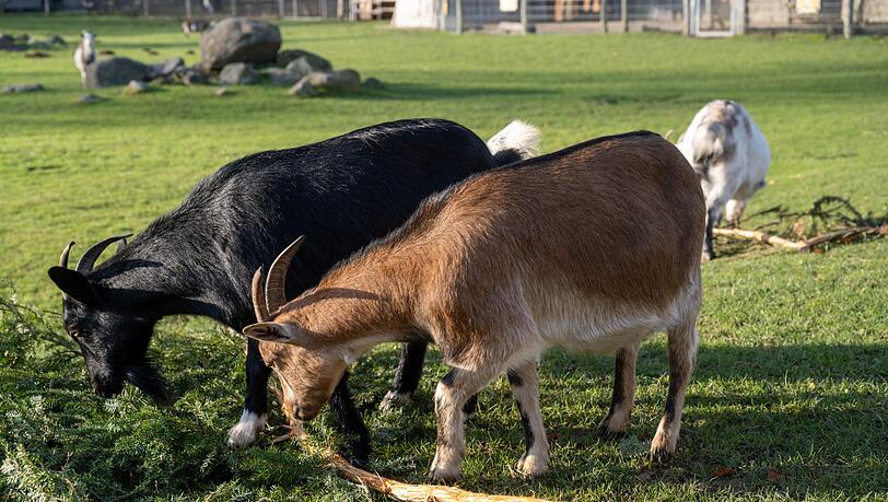 Eine Ziege brachte im Sommer 2023 im Vogelpark Marlow eine Urlauberin aus Sachsen-Anhalt zu Fall. Um Folgekosten etwa f&uuml;r die Behandlung der Frau wurde vor Gericht gestritten. (Archivbild)