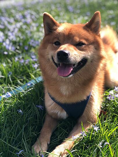 Koda