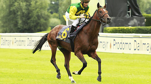Schon im vergangenen Jahr sehr stark: Hengst Iquitos geritten von Jockey Ian Ferguson.