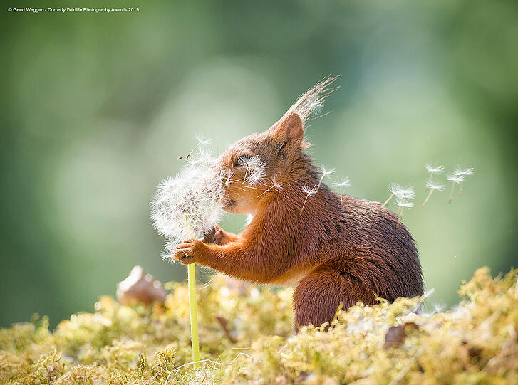 "Squirrel Wishes"